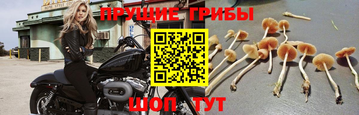 Симферополь  Галлюциногенные грибы мицелий  Вход с VPN  Галлюциногенные грибы Cubensis 